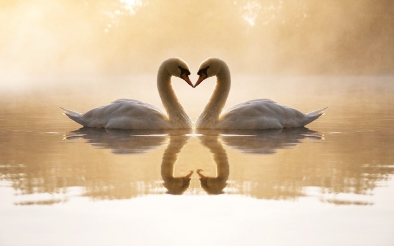 Animals___Birds_Loving_swans_076356_