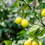 Уроки итальянского: лимонная «аптечка» + рецепт лимонного кекса