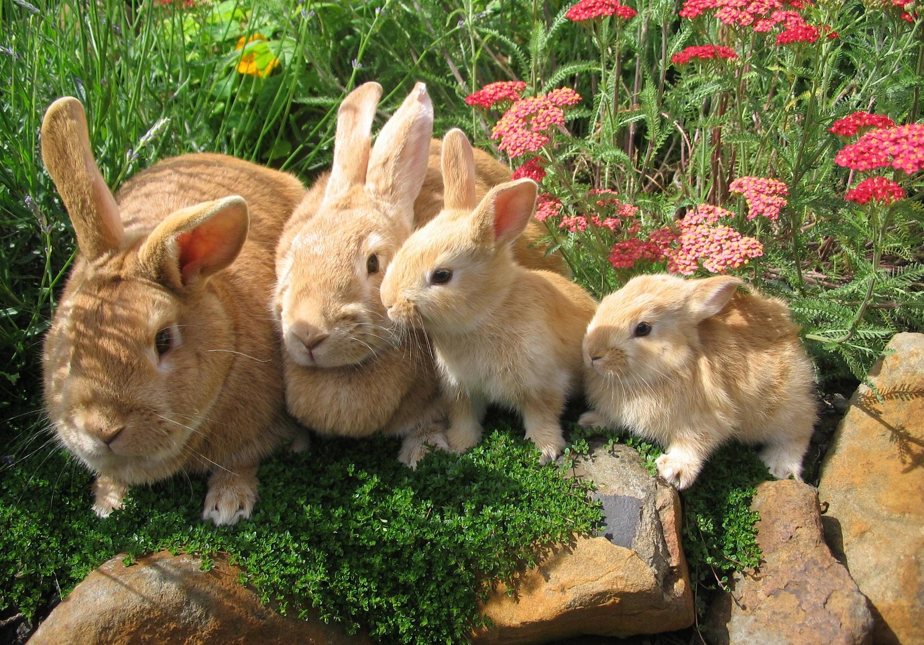 Raising-Rabbits-for-Show