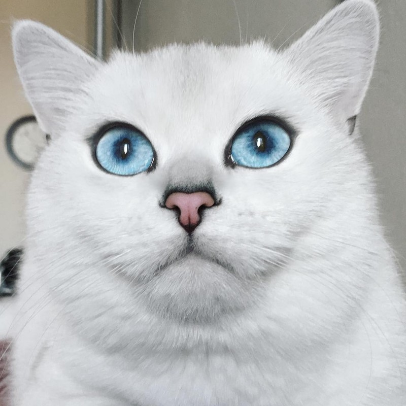 А этот британец с невероятными голубыми глазами ведет собственный инстаграм @cobythecat. У него уже почти 400 тысяч подписчиков!