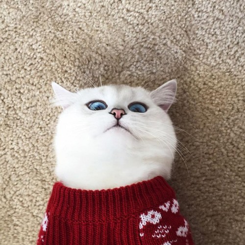 Коби в рождественском свитере