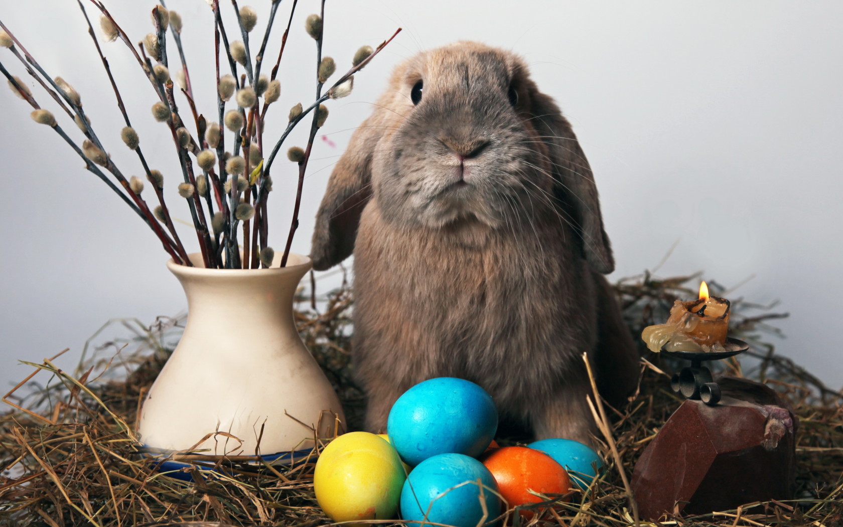 Holidays_Easter_Peaster_rabbit_020816_