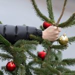Выкинь елку: в Москве и Петербурге производят сбор хвойных деревьев