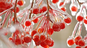 Умягчение злых сердец () Умягчение злых сердец
