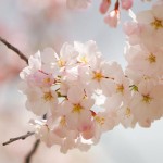 Цветотип — весна
